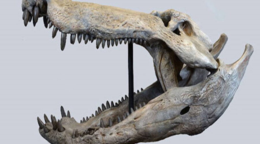 dinozorlarla beslenen bir timsah kesfedildi dPuExZ6c