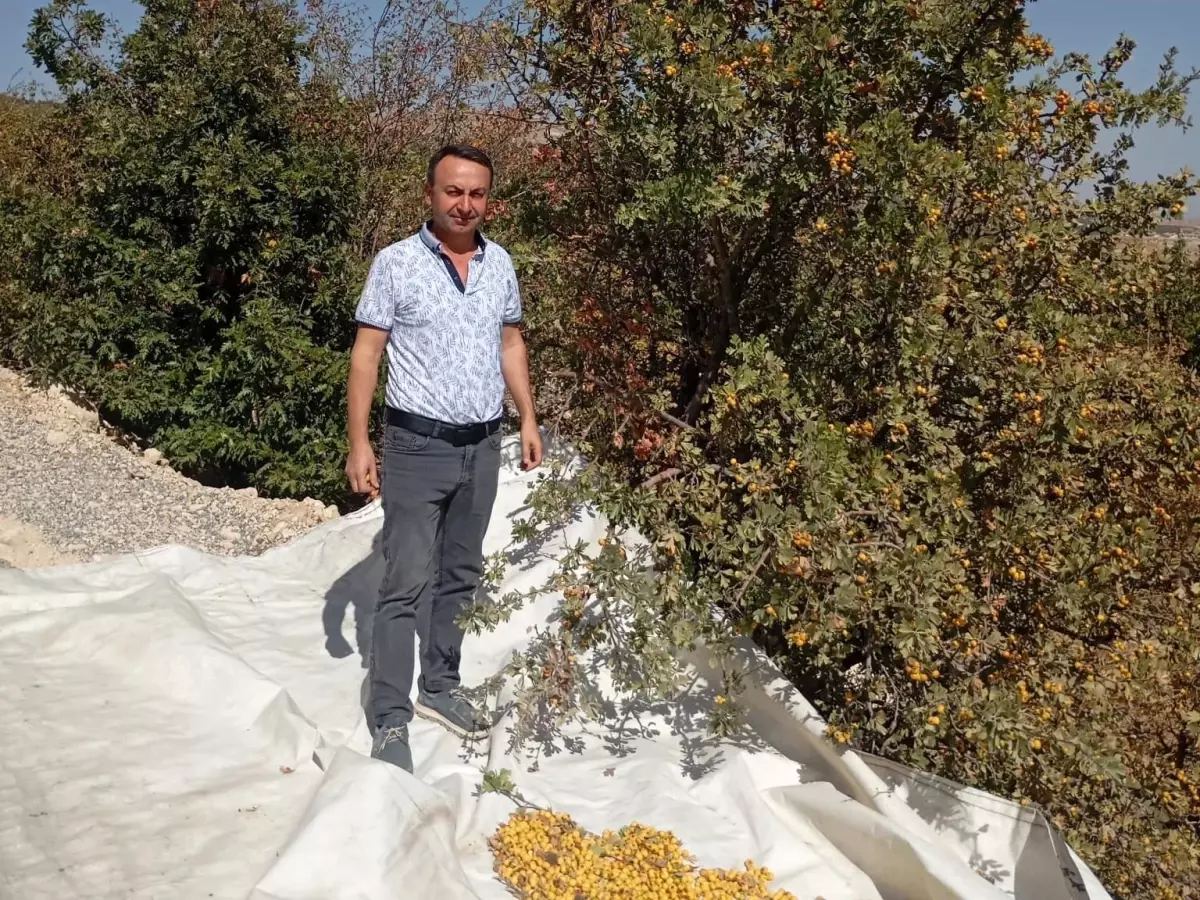 akcadagda alic hasadi devam ediyor QzKTTMn8