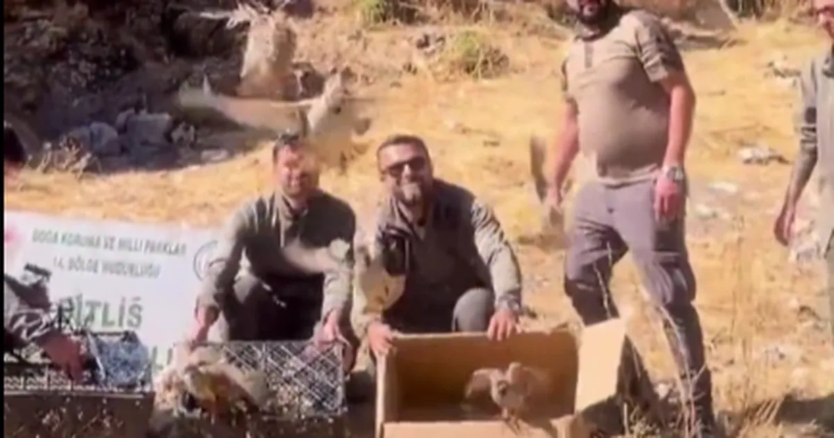 bitliste keklik ticaretine darbe 90 kinali keklik dogaya salindi aDUp8MaG