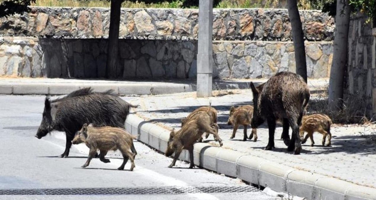 kursun tesvikli domuz avi projesi tartisma yaratti zKCKIOhf