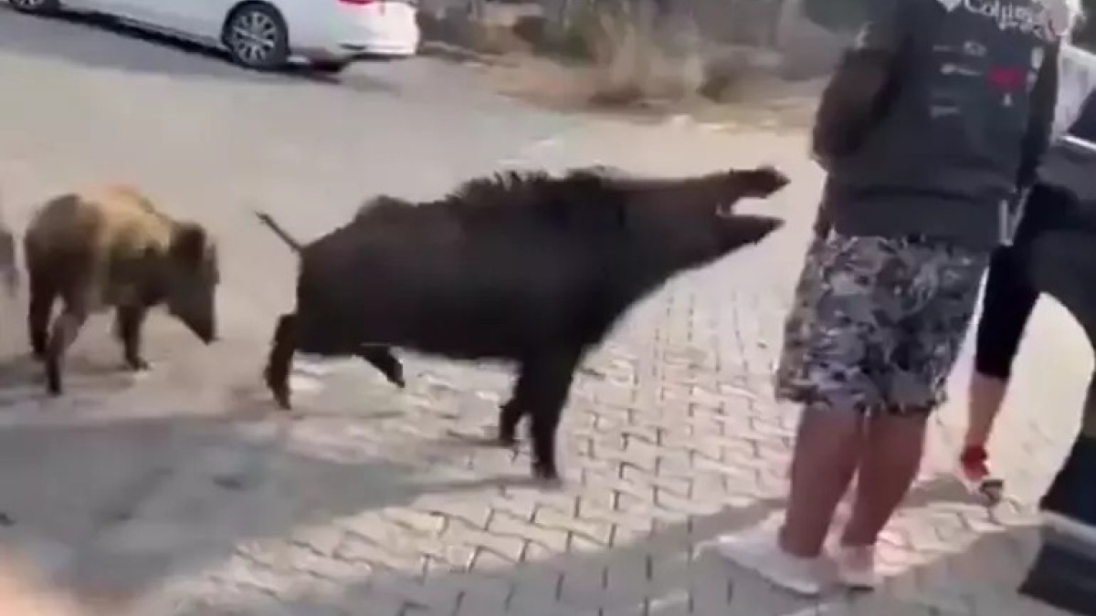 aydinda beslemeye calistigi yaban domuzu tatilcinin kolunu isirdi FshEcIJh.jpg