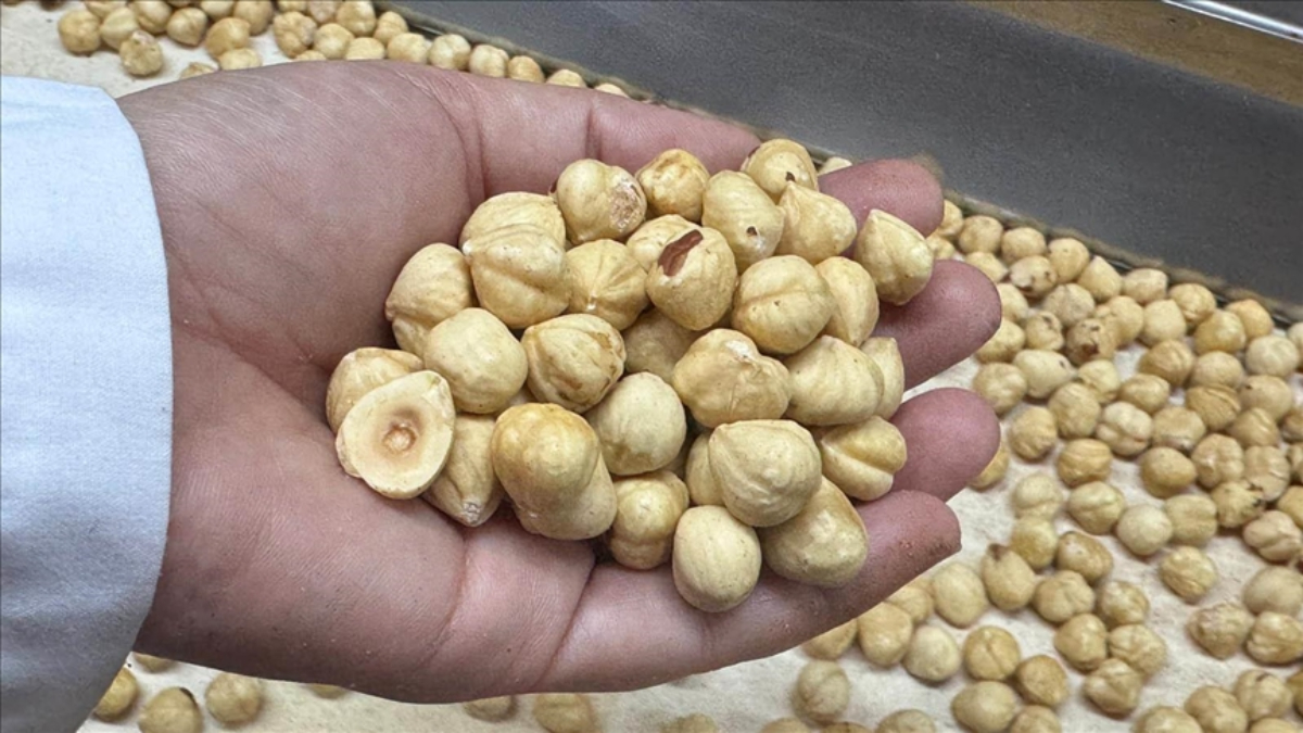 findik ihracati geliri aciklandi 7npyftRn.jpg