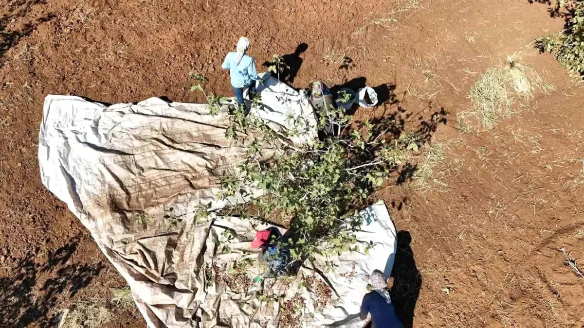 idilde fistik hasadi bereket getirdi UvSmmQLk.jpg